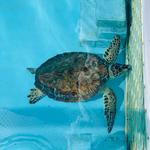 Loggerhead Marinelife Center