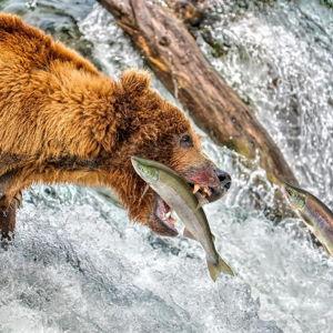 Brooks Falls Bear Viewing