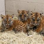 Nashville Zoo at Grassmere