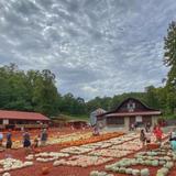 Burt's Farm
