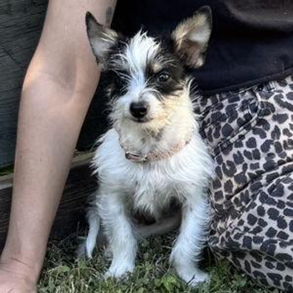 Our New Puppy