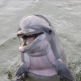 Dolphin Research Center