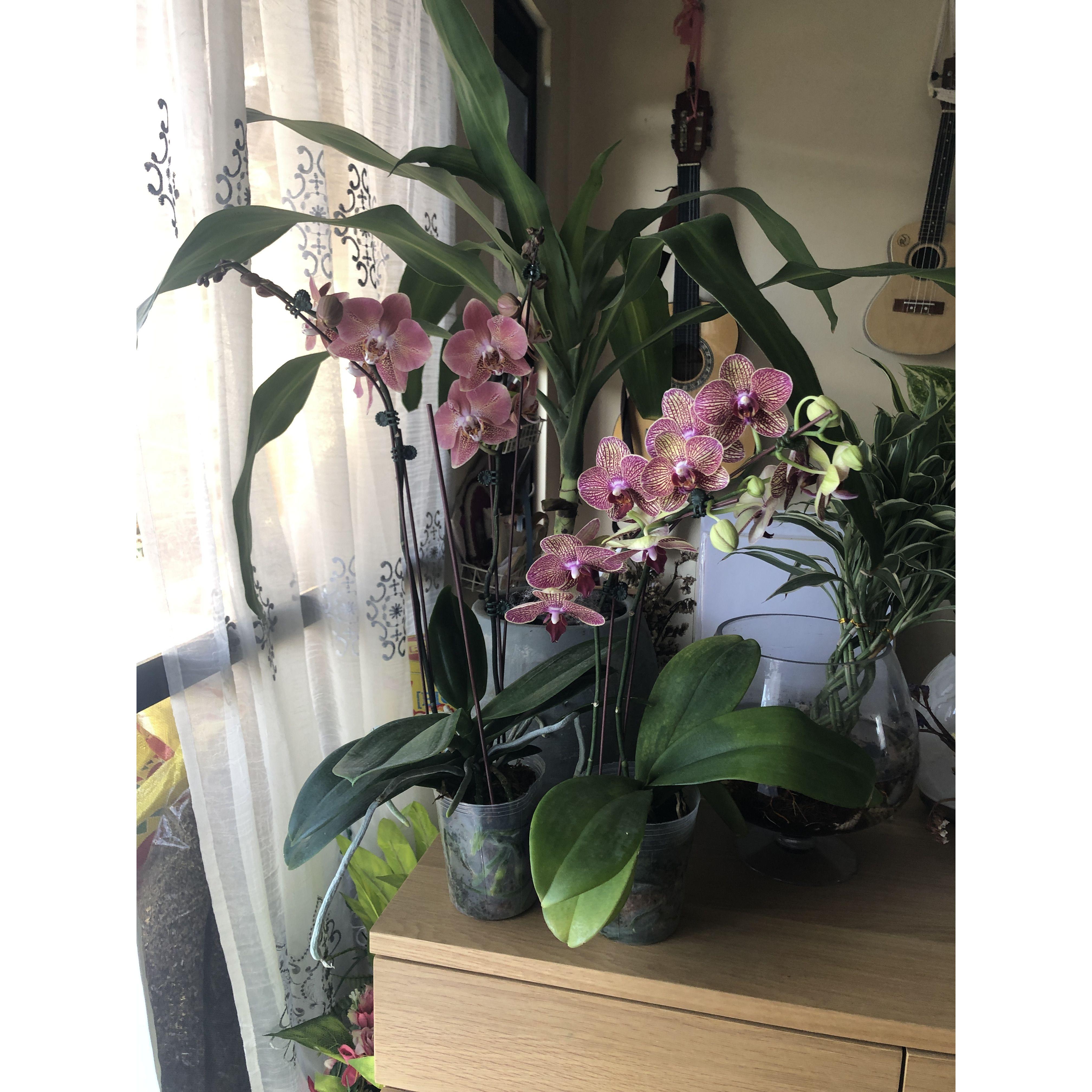 our anniversary orchids