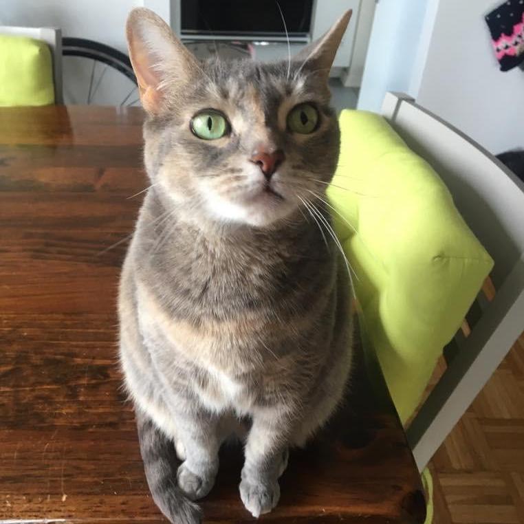 Gigi: Boss, master scratcher, string enthusiast