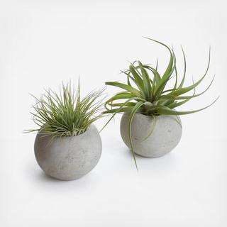 2-Piece Orb Planter with Air Plant Set