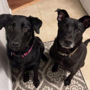 Callie & Duke's Food & Treats Fund