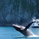 Kenai Fjords Tours