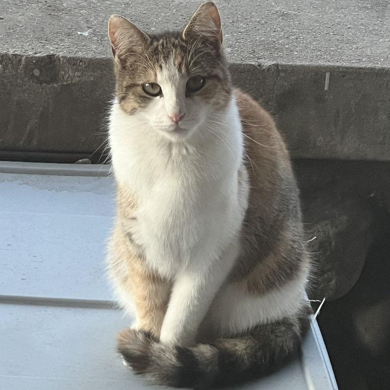 Being judged as she sits on one of our homemade cat bins