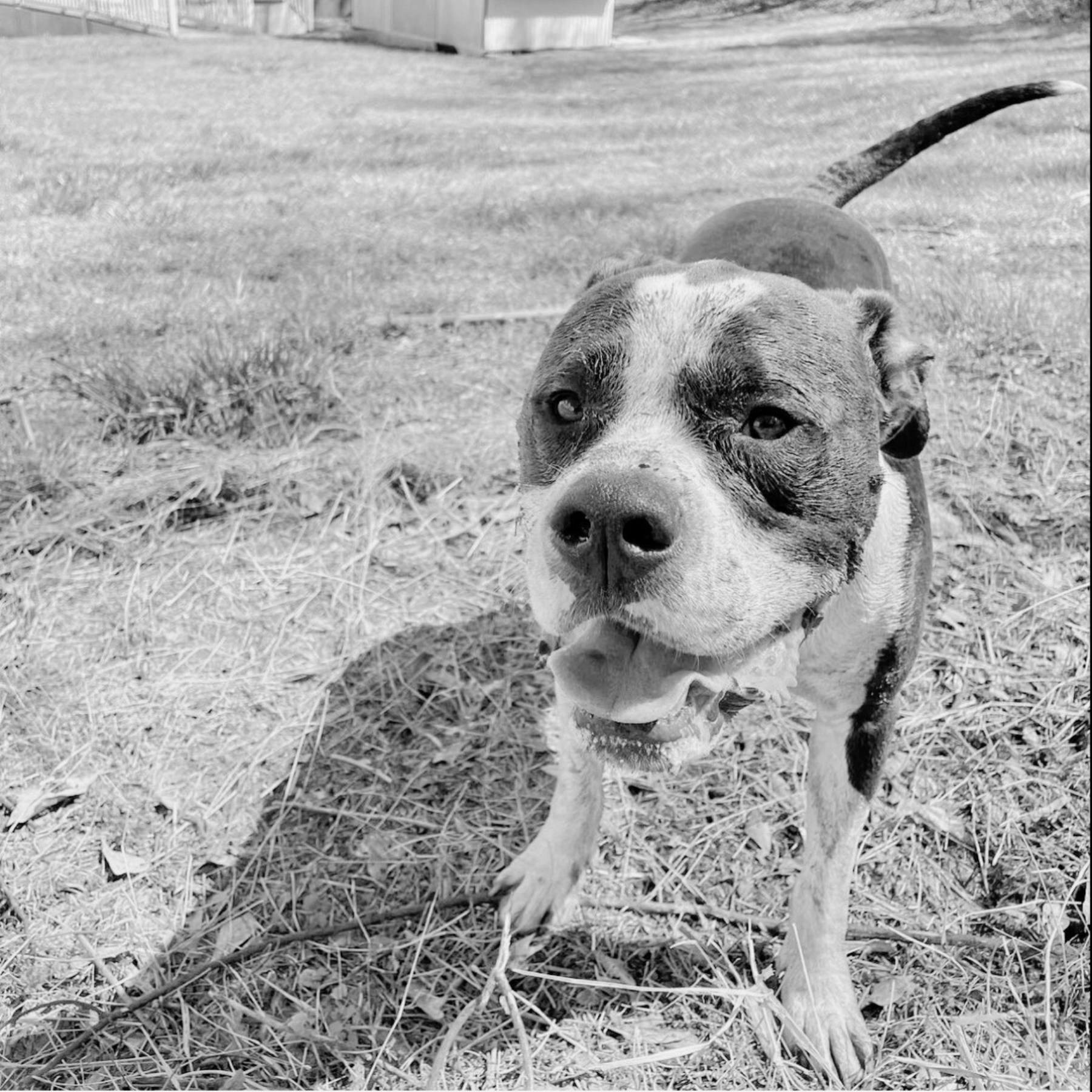 July 8, 2023 Bullet in the mud!