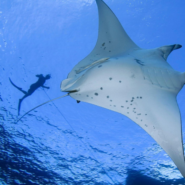 Snorkeling Tour with Manta Rays