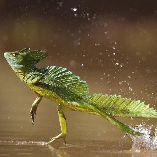 Plumed Basalisk "Jesus Christ Lizard" walking on water in Costa Rica.