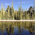 Jardin Etnobotanico
