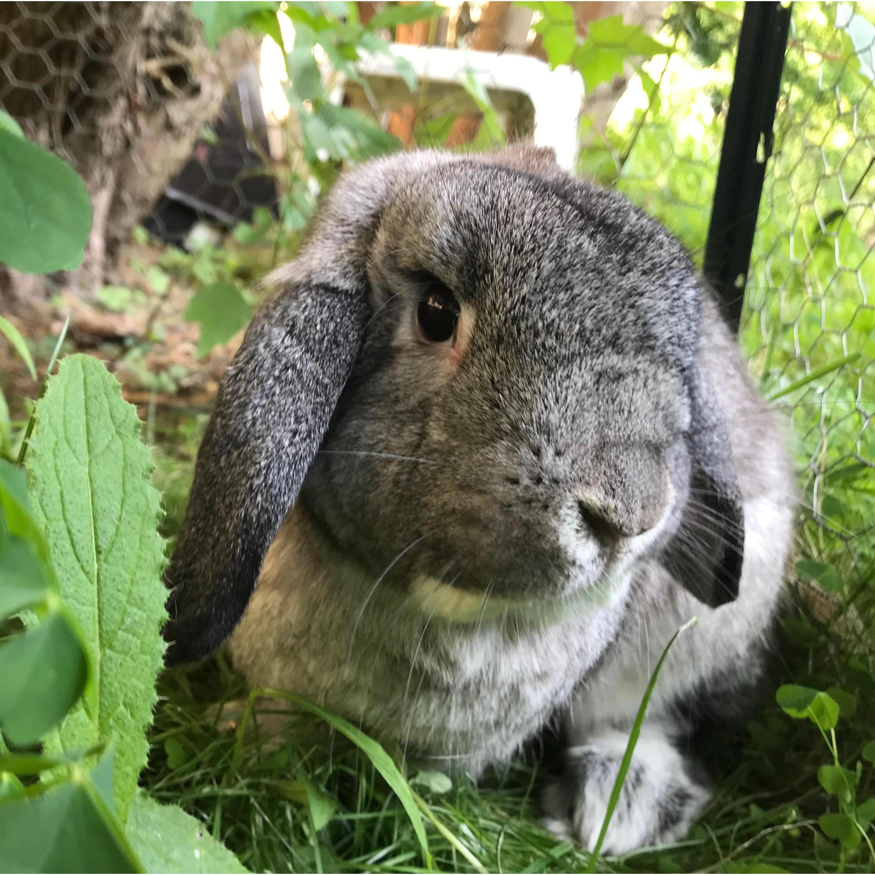 This is Thumper, the baby of the family!