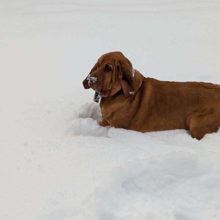 Engagement photo of Buck taking a break