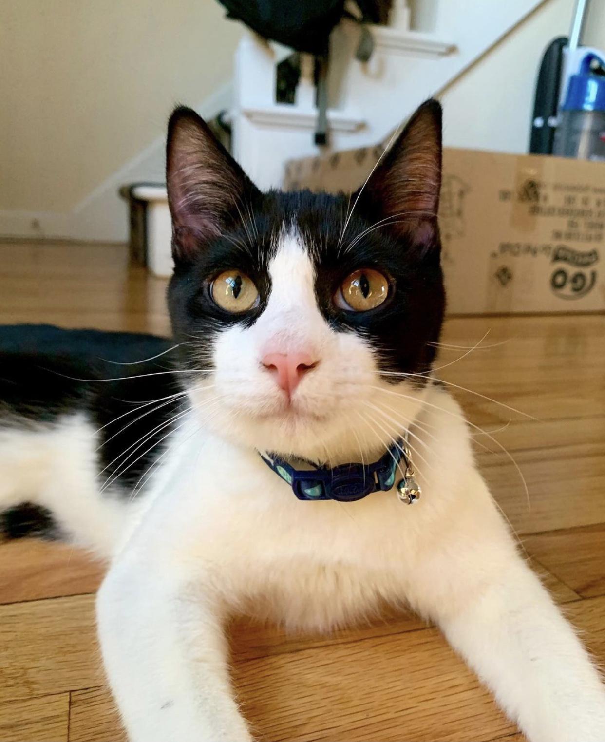 Our golden eyed kitty, Ollie