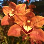 Denver Botanic Gardens
