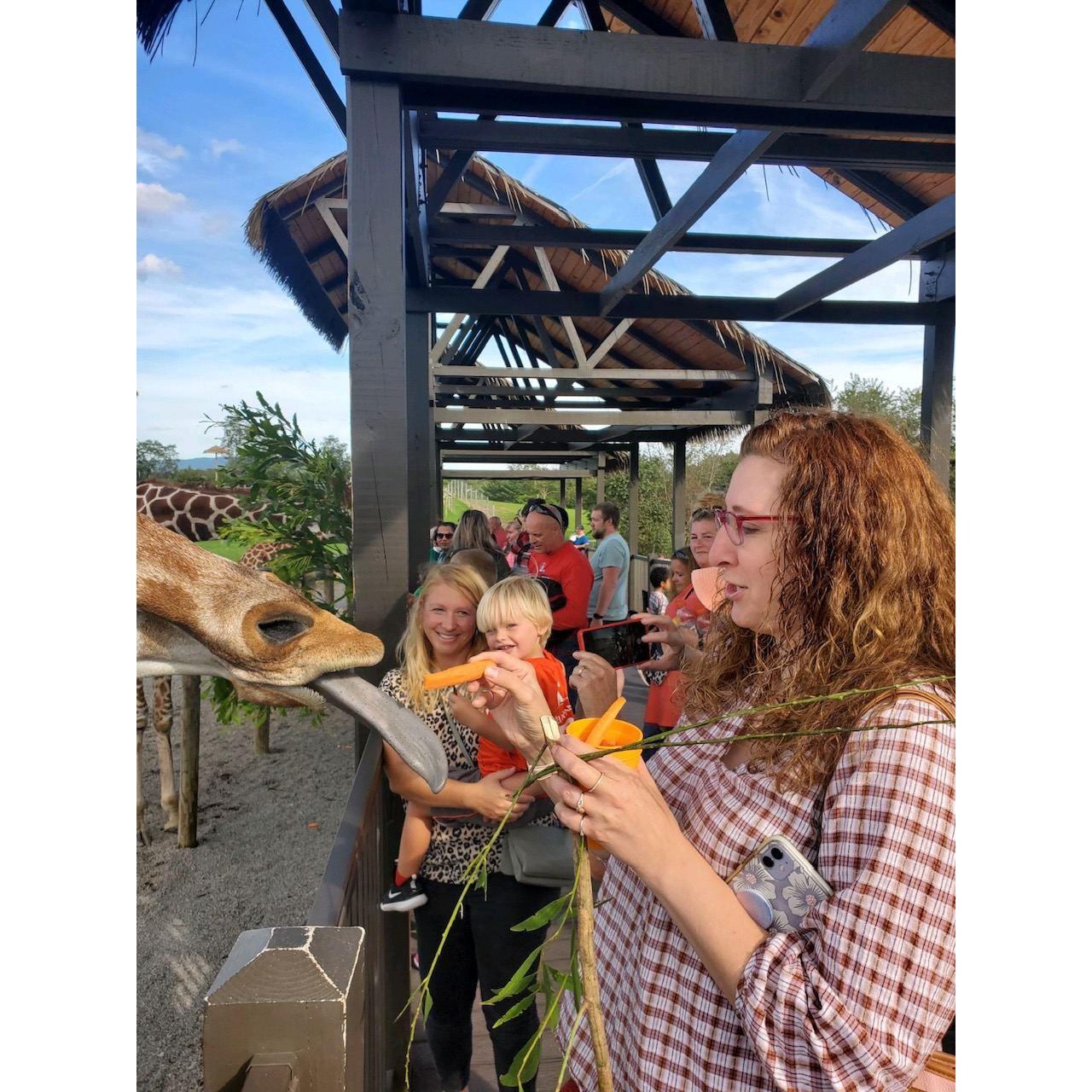 Jenn feeding the giraffes at Lake Tobias and trying to avoid getting near that giraffe tongue while laughing hysterically