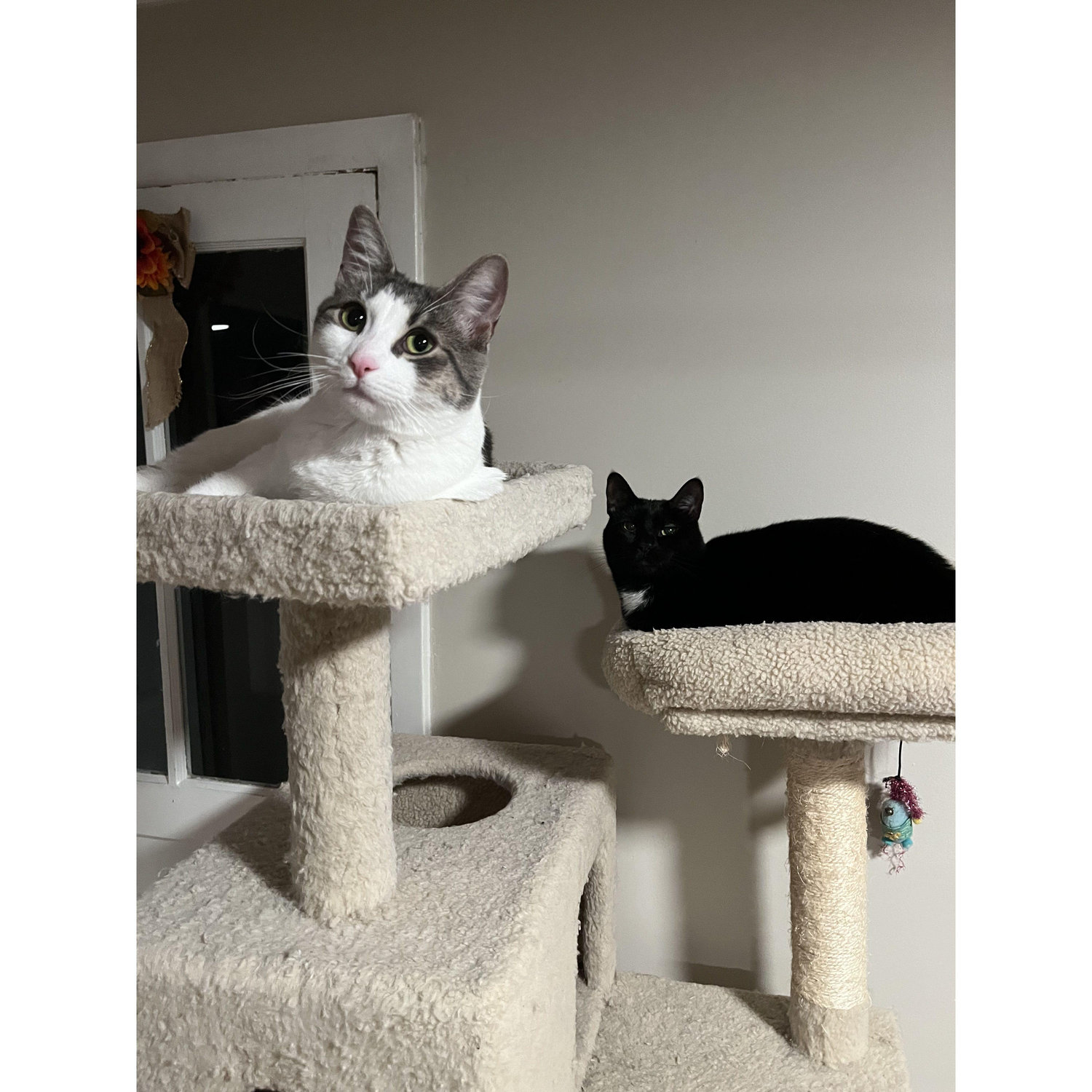 Our girls, Stella and Luna!