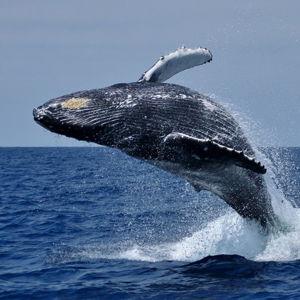 Whale watching excursion in Hermans beach