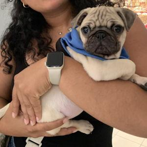 Our New Pug "Jamal"