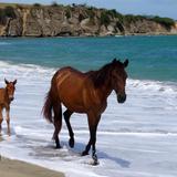 Vieques