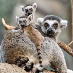 Bronx Zoo Membership