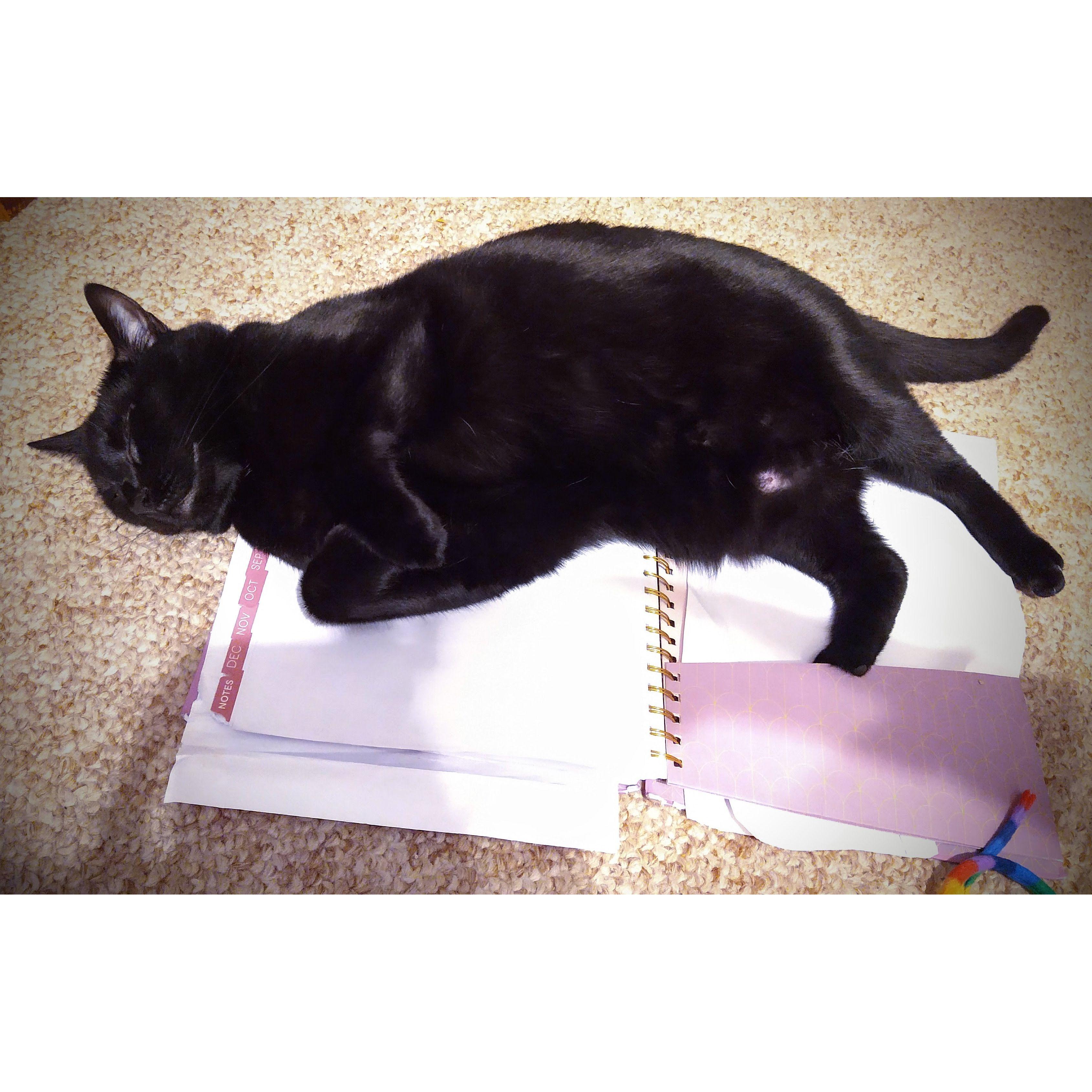 she is so stoked to cancel all the planner's plans