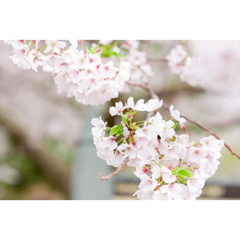 Our love is blooming