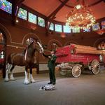 Budweiser Brewery Experience