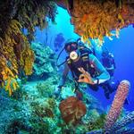 Buceo en Catalina Island