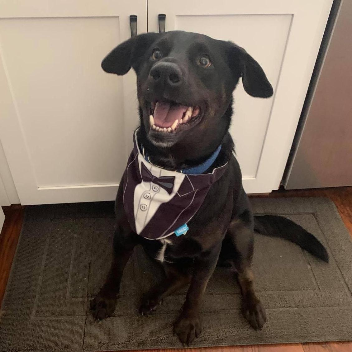 Our dog, Scout, all dressed up!