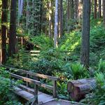 Arcata Community Forest