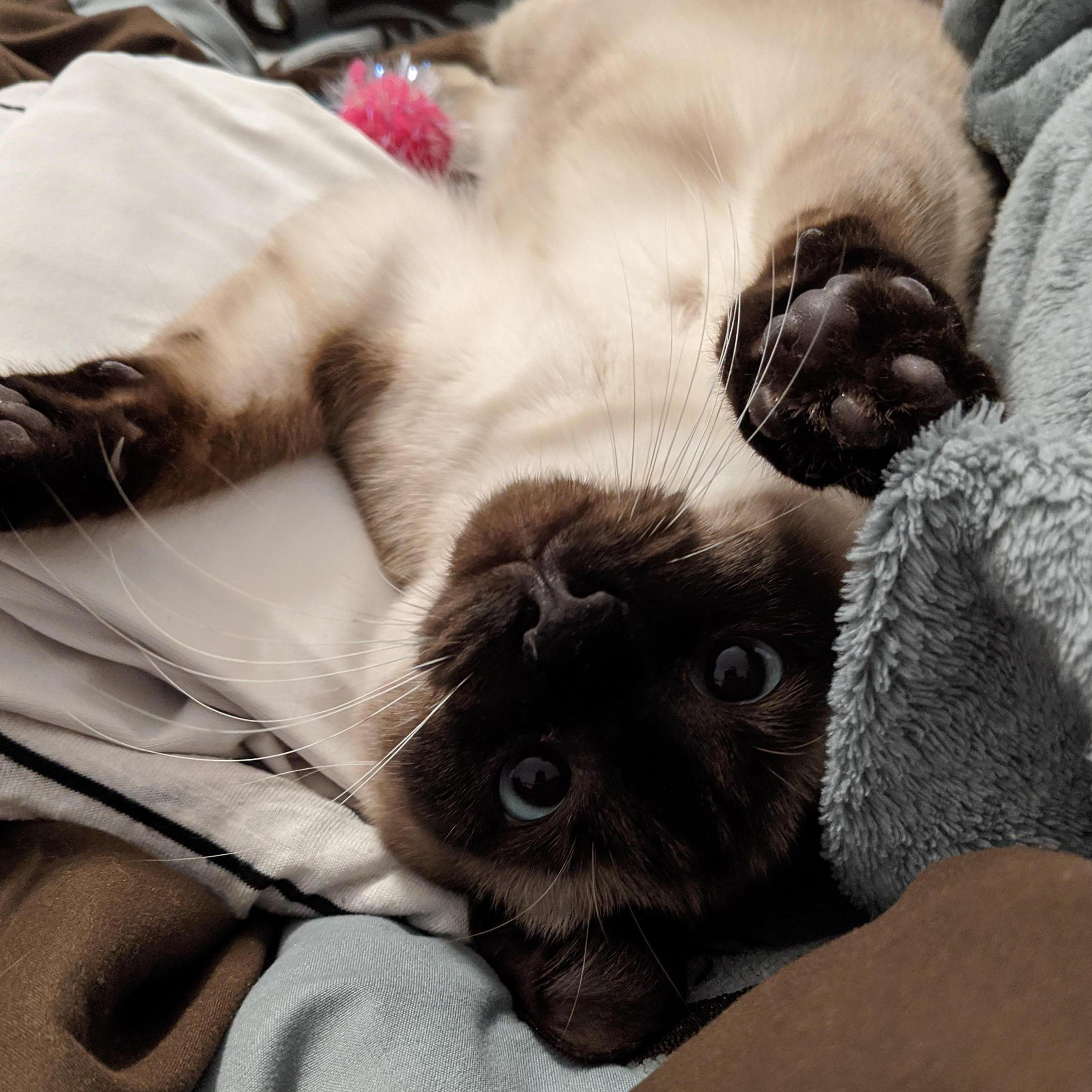 We adopted Hazelnut at the end of 2019! Plus, she was the only witness to our proposal