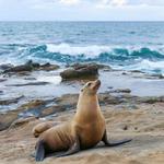 Sea Lions at La Jolla Cove