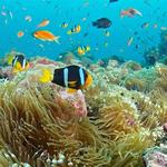 Snorkeling