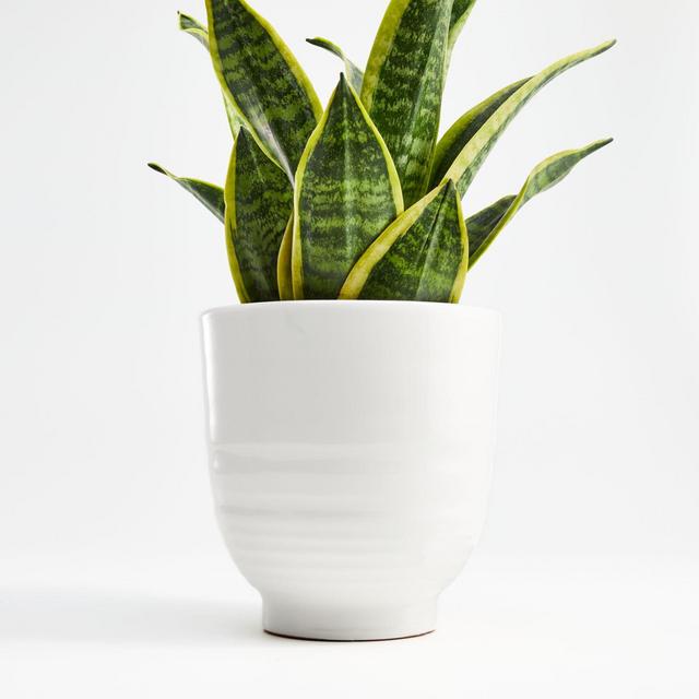 Elba White Planter