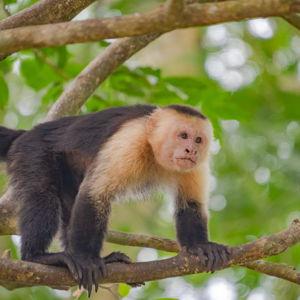 Monkey Park tour