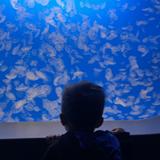 Monterey Bay Aquarium