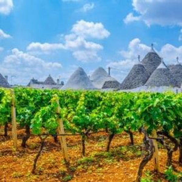 Wine Tasting in Maduria