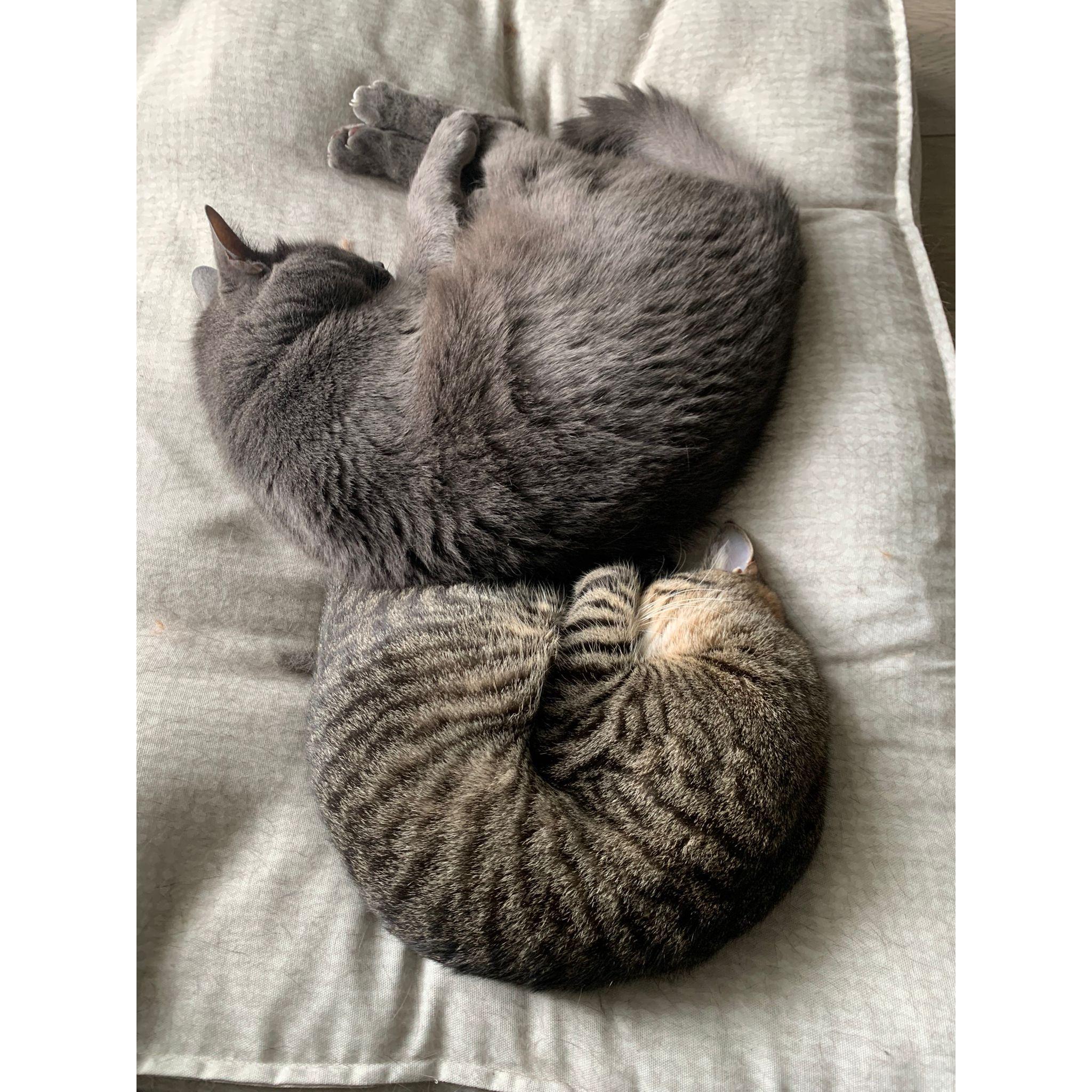 our little shrimpies