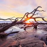 Driftwood Beach