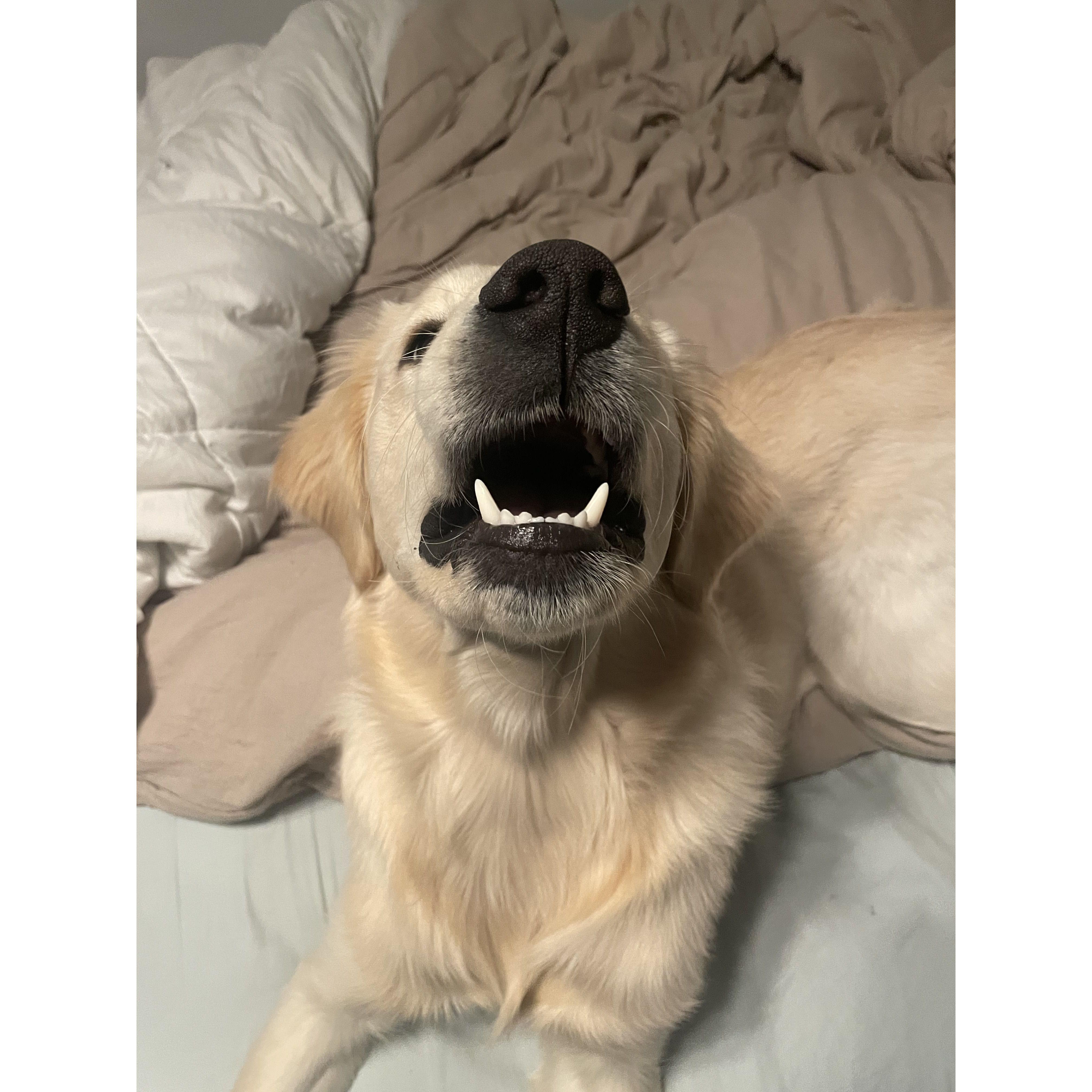 Pretending to be a shark.