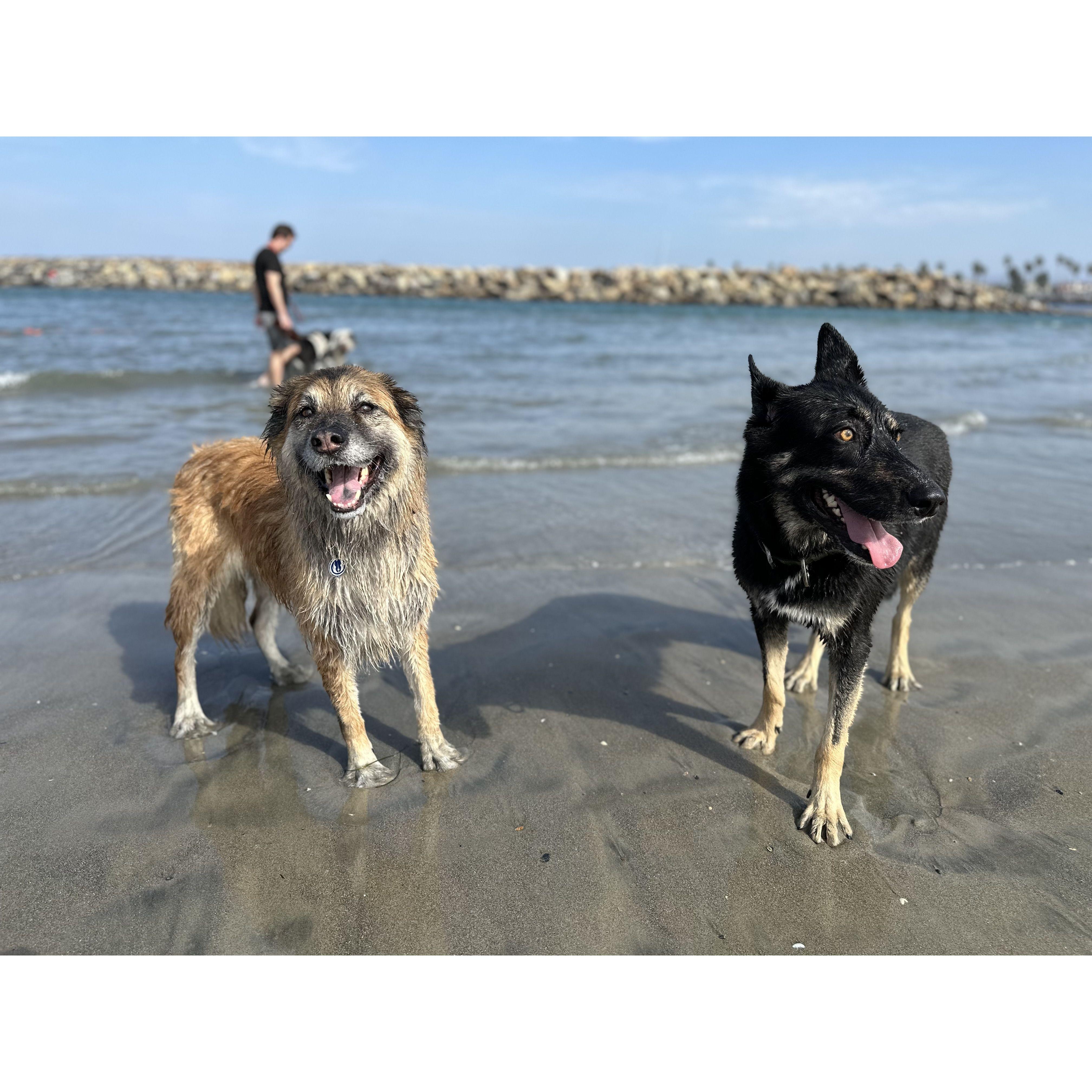 Kaya and Arlo at San Diego beach!