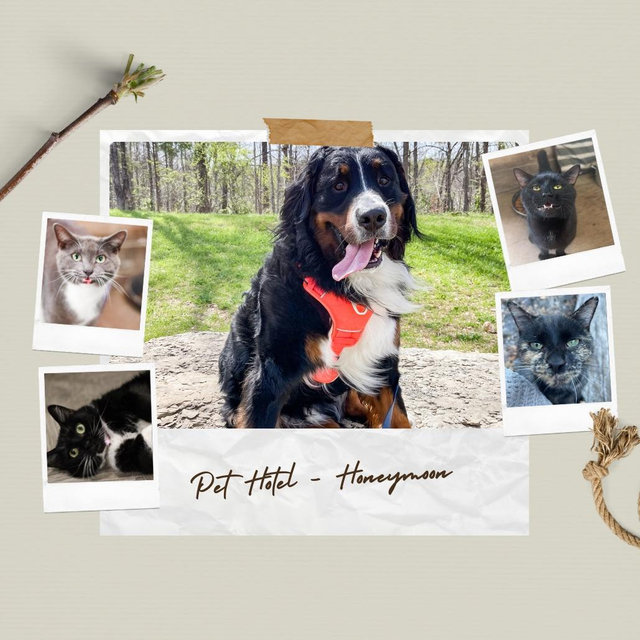 Pet Hotel For Our Honeymoon