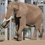 Reid Park Zoo
