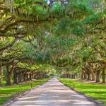 Magnolia Plantation
