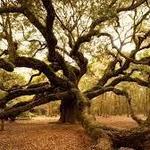 Angel Oak Tree