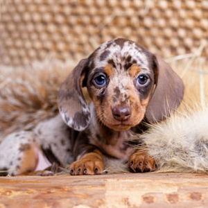 Dog fund