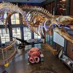 New Bedford Whaling Museum