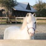 The Stables At Frederica